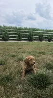 Bruno, a male Miniature Goldendoodle for sale in Grabill, IN – 5 of 6