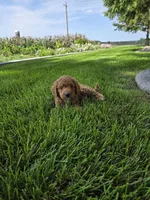 Oliver , a male Miniature Goldendoodle for sale in Grabill, IN – 3 of 9