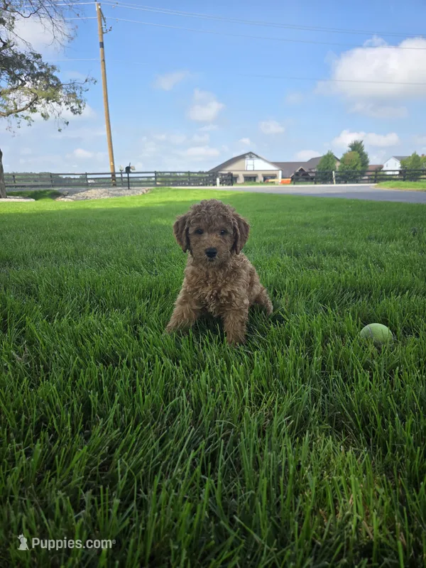 Buster – Miniature Goldendoodle puppy for sale in Grabill, IN