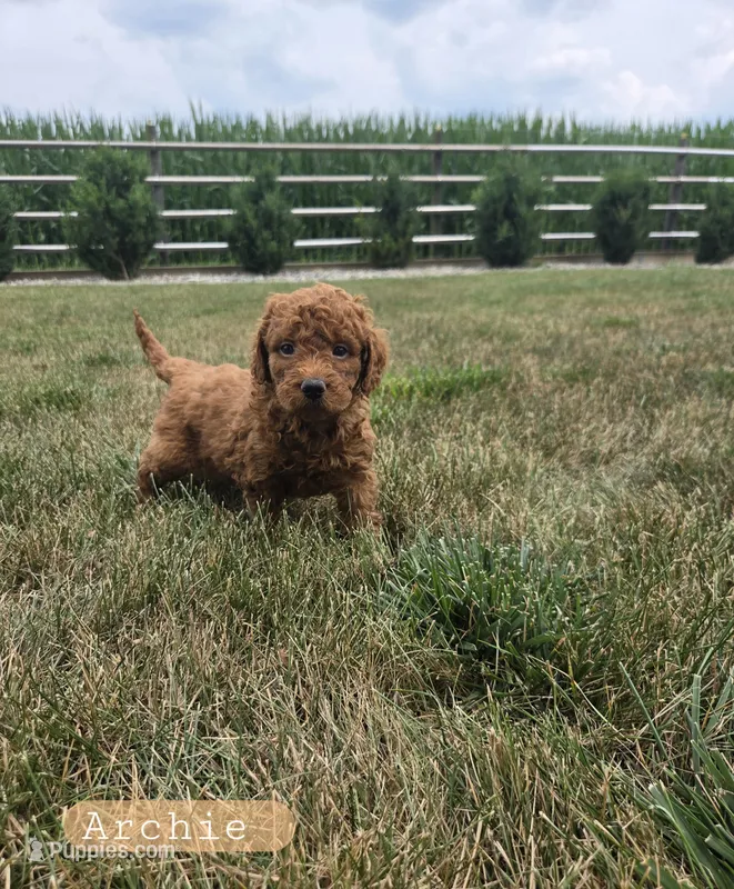 Archie  – Miniature Goldendoodle puppy for sale in Grabill, IN