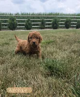 Archie , a male Miniature Goldendoodle for sale in Grabill, IN – 1 of 6