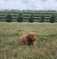 Archie , a male Miniature Goldendoodle for sale in Grabill, IN – 3 of 6