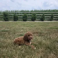 Teddy, a male Cavapoo for sale in Grabill, IN – 6 of 7