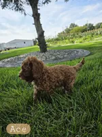 Ace, a male Miniature Goldendoodle for sale in Grabill, IN – 7 of 7