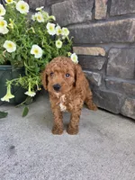 Oliver , a male Miniature Goldendoodle for sale in Grabill, IN – 8 of 9