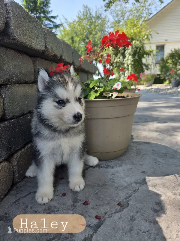 Haley  – Siberian Husky puppy for sale in Grabill, IN
