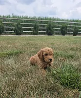 Buster, a male Miniature Goldendoodle for sale in Grabill, IN – 4 of 4