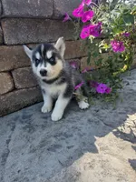 Heidi, a female Siberian Husky for sale in Grabill, IN – 4 of 5