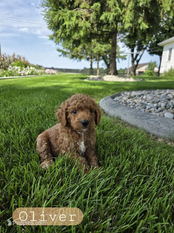 Oliver  – Miniature Goldendoodle puppy for sale in Grabill, IN