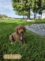 Oliver , a male Miniature Goldendoodle for sale in Grabill, IN – 1 of 9