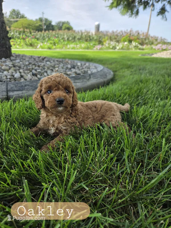 Oakley  – Miniature Goldendoodle puppy for sale in Grabill, IN