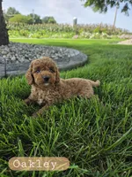 Oakley , a male Miniature Goldendoodle for sale in Grabill, IN – 9 of 9