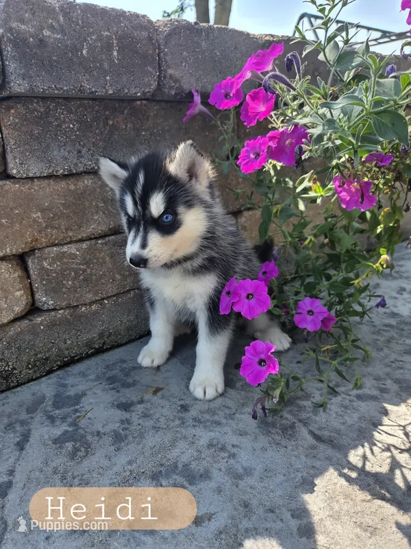 Heidi – Siberian Husky puppy for sale in Grabill, IN