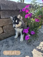 Heidi, a female Siberian Husky for sale in Grabill, IN – 1 of 8