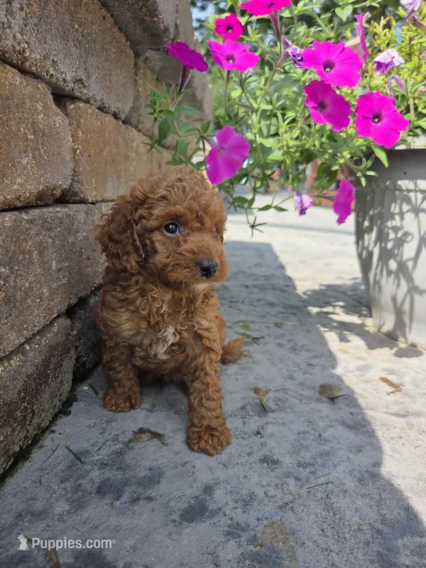 Oakley  – Miniature Goldendoodle puppy for sale in Grabill, IN