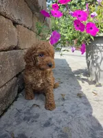 Oakley , a male Miniature Goldendoodle for sale in Grabill, IN – 1 of 9