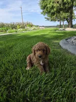 Oliver , a male Miniature Goldendoodle for sale in Grabill, IN – 4 of 9