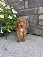 Oliver , a male Miniature Goldendoodle for sale in Grabill, IN – 2 of 9
