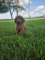 Rambo, a male Miniature Goldendoodle for sale in Grabill, IN – 2 of 8
