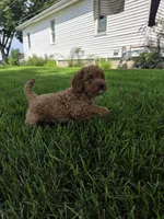 Oakley , a male Miniature Goldendoodle for sale in Grabill, IN – 5 of 9