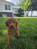 Rambo, a male Miniature Goldendoodle for sale in Grabill, IN – 7 of 8