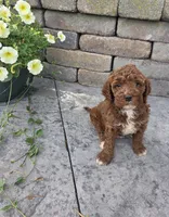 Teddy, a male Cavapoo for sale in Grabill, IN – 7 of 7