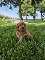 Daisy , a female Miniature Goldendoodle for sale in Grabill, IN – 2 of 7
