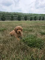 Buster, a male Miniature Goldendoodle for sale in Grabill, IN – 3 of 4