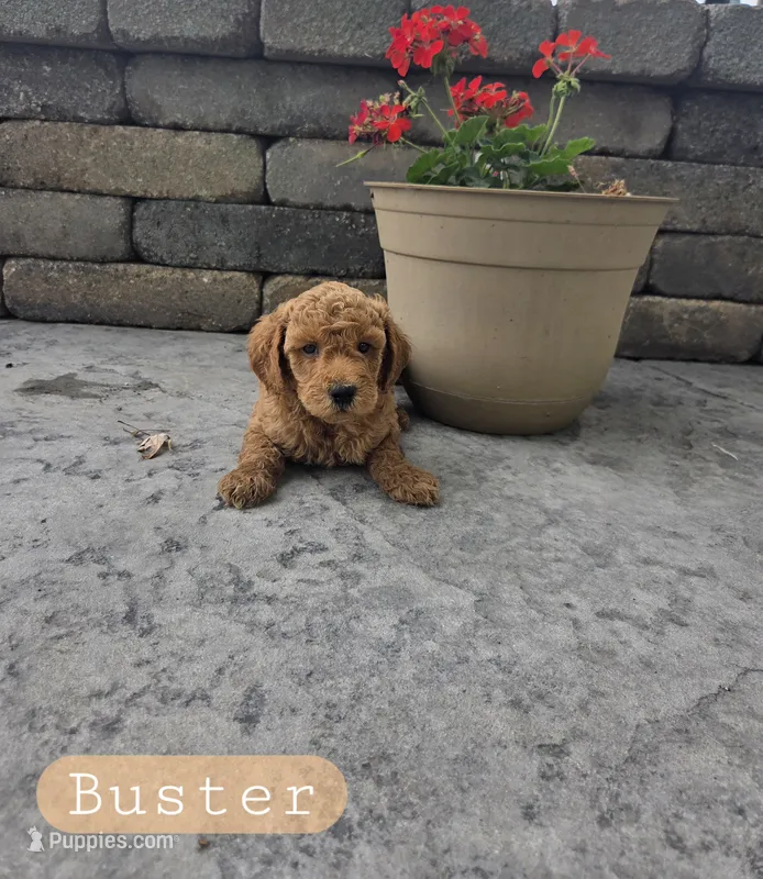 Buster – Miniature Goldendoodle puppy for sale in Grabill, IN