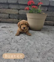 Buster, a male Miniature Goldendoodle for sale in Grabill, IN – 1 of 4