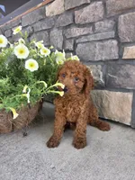 Rambo, a male Miniature Goldendoodle for sale in Grabill, IN – 5 of 8