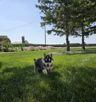Heidi, a female Siberian Husky for sale in Grabill, IN – 2 of 8