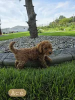 Ace, a male Miniature Goldendoodle for sale in Grabill, IN – 3 of 7