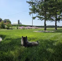 Heidi, a female Siberian Husky for sale in Grabill, IN – 7 of 8