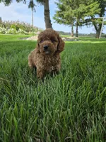 Oakley , a male Miniature Goldendoodle for sale in Grabill, IN – 8 of 9