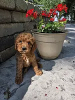Ace, a male Miniature Goldendoodle for sale in Grabill, IN – 2 of 7