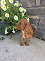 Oliver , a male Miniature Goldendoodle for sale in Grabill, IN – 7 of 9
