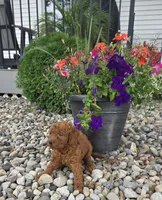 Archie , a male Miniature Goldendoodle for sale in Grabill, IN – 5 of 6