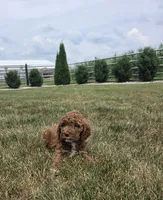 Teddy, a male Cavapoo for sale in Grabill, IN – 3 of 7
