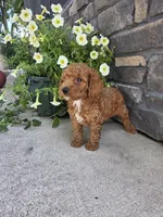 Oliver , a male Miniature Goldendoodle for sale in Grabill, IN – 5 of 9