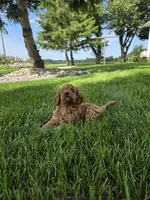 Daisy , a female Miniature Goldendoodle for sale in Grabill, IN – 7 of 7