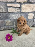 Daisy , a female Miniature Goldendoodle for sale in Grabill, IN – 5 of 7