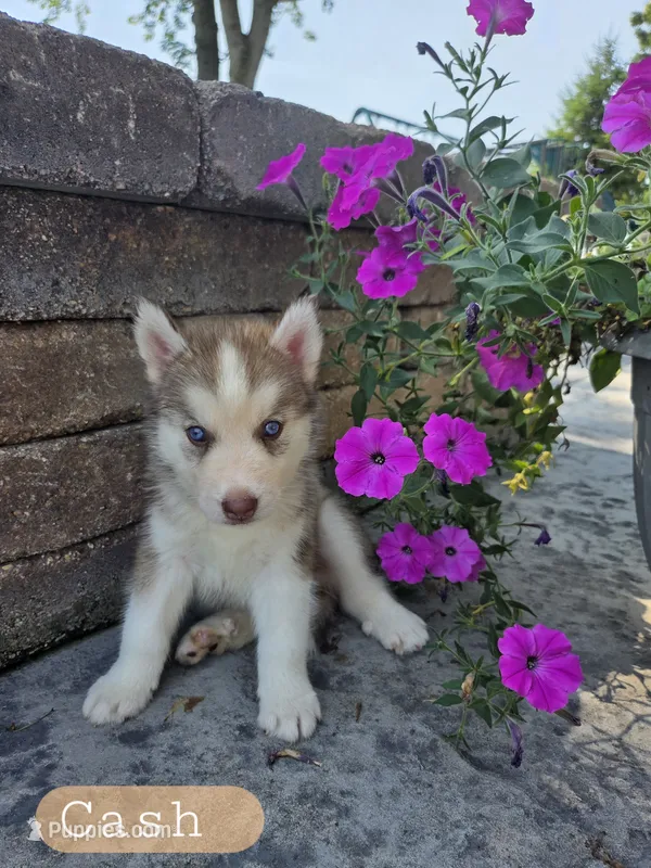 Cash – Siberian Husky puppy for sale in Grabill, IN