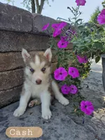 Cash, a male Siberian Husky for sale in Grabill, IN – 1 of 9