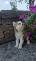 Cash, a male Siberian Husky for sale in Grabill, IN – 4 of 9