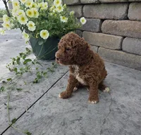Teddy, a male Cavapoo for sale in Grabill, IN – 4 of 7