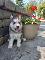 Haley , a female Siberian Husky for sale in Grabill, IN – 7 of 10