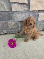 Daisy , a female Miniature Goldendoodle for sale in Grabill, IN – 3 of 7