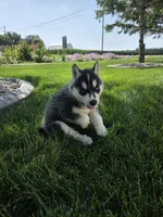 Heidi, a female Siberian Husky for sale in Grabill, IN – 5 of 8