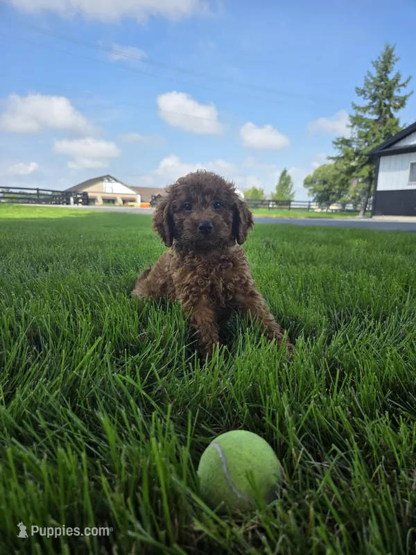 Rambo – Miniature Goldendoodle puppy for sale in Grabill, IN